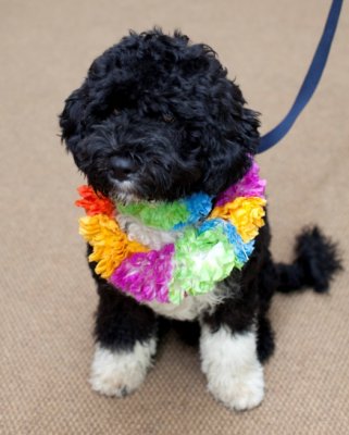 Bo, the White House Dog